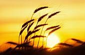 Wheat, Close-Up, Sunset Silhouette