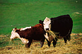 Beef Cattle Grazing