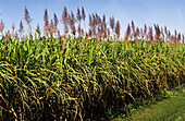 Sugar Cane Crop