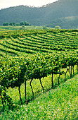 Vineyard, Grape Vines