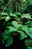 Regenwald, Palmen
