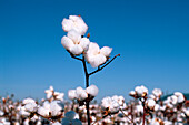 Cotton Crop, Cotton Plant