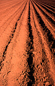 Ploughed Field, Close-up