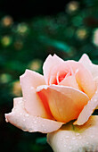 Apricot Nectar Rose, Close-up