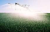 Sprühbewässerung, Weizenanbau