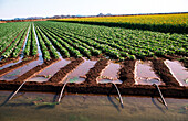 Irrigating Bean and Sunflower Crops