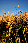 Rice Crop, Close-up