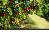 Cherry Orchard, Cherries Growing on Tree