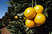 Orangenhain, Orangen am Baum