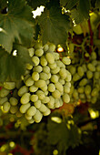 White Calmeria Table Grapes on Vine