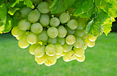 Weiße Weintrauben am Rebstock