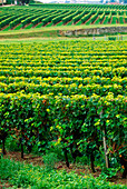 Vineyard, Grape Vines, St Emillion Region, France