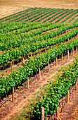 Vineyard, Grape Vines, Glenrowan, Australia