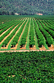 Vineyard, Grape Vines, Hunter Valley, Australia