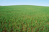 Green Oats Crop, Australia