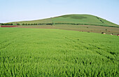 Green Oats Crop, Australia