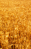Wheat Crop Ready for Harvest, Australia