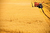 Oats Harvesting, Australia