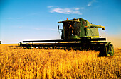 Wheat Harvesting, Australia