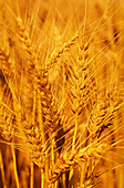 Wheat Crop Ready for Harvest, Close-up, Australia
