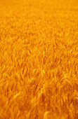 Wheat Crop Ready for Harvest, Australia