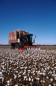 Baumwollernte, Australien