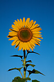 Nahaufnahme von Sonnenblume, Australien