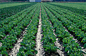 Cauliflower Field