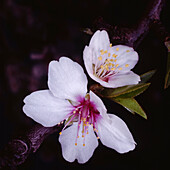 Close-up of Apple Blossom