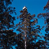 Karri Forest, Aussichtspunkt Diamond Tree, Manjimup, Australien