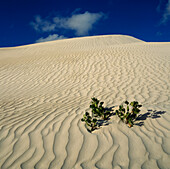 Pflanze wächst in Sanddüne, Nambung National Park, Australien