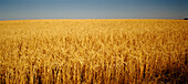 Barley Crop Ready for Harvest