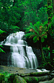 Triplet Falls, Temperate Rainforest, Otway National Park, Victoria, Australia