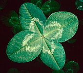 Four Leaf Clover