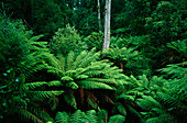 Farne, Otway National Park, Victoria, Australien