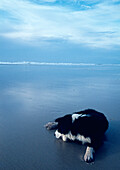 Hund am Strand liegend