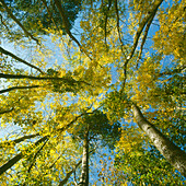 Tree Canopy, Australia