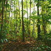 Rainforest, Australia