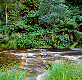 Stream in Forest, Australia