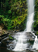 Erskine Falls, Otway National Park, Victoria, Australien