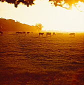 Rinder auf der Weide bei Sonnenaufgang