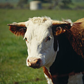 Porträt einer Hereford-Kuh