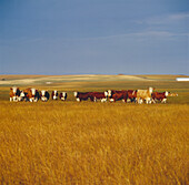 Beef Cattle Grazing, Australia