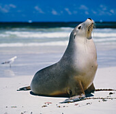 Seal on Beach, Kangaroo Island, Australia