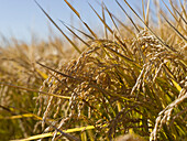 Rice Crop Ready for Harvest, Australia