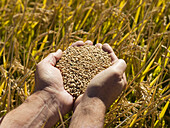 Hands Holding Rice, Crop Ready for Harvest, Australia
