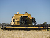 Rice Harvesting, Australia