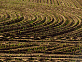 Gepflügtes Feld, bereit für die Weizenaussaat, Australien