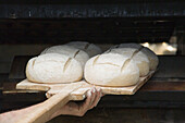 Baker Placing Loaves of Sourdough Bread into Oven