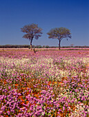 Desert in Bloom, Wildflowers, Australia